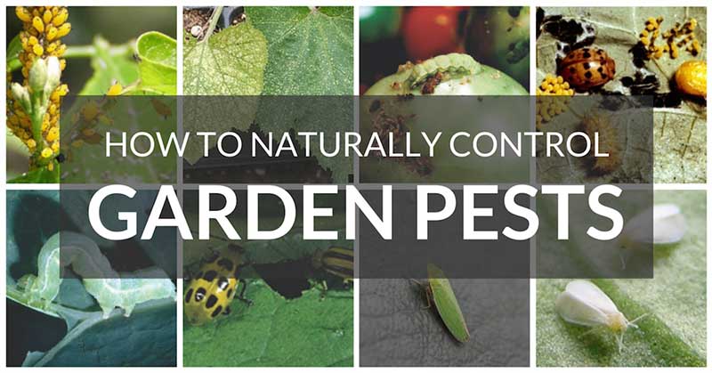 Natural Pest Control For Your Garden - Daily Health Valley